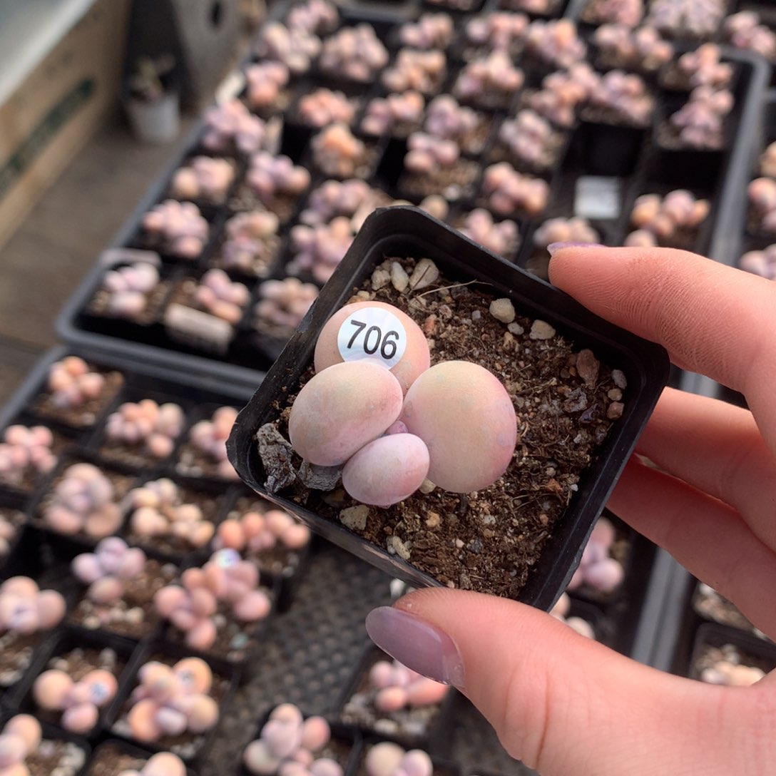 水光针多肉706--