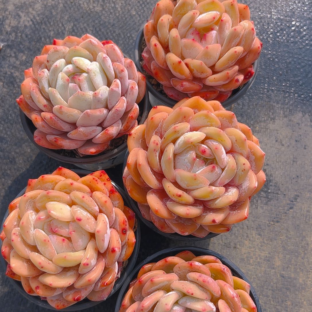 五颗韩橙300号一物一拍