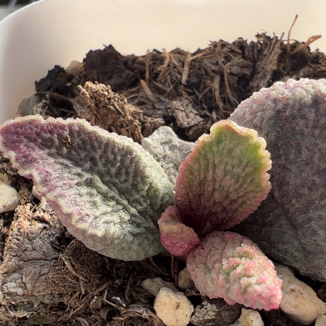 10实生新品花边拉丝纹