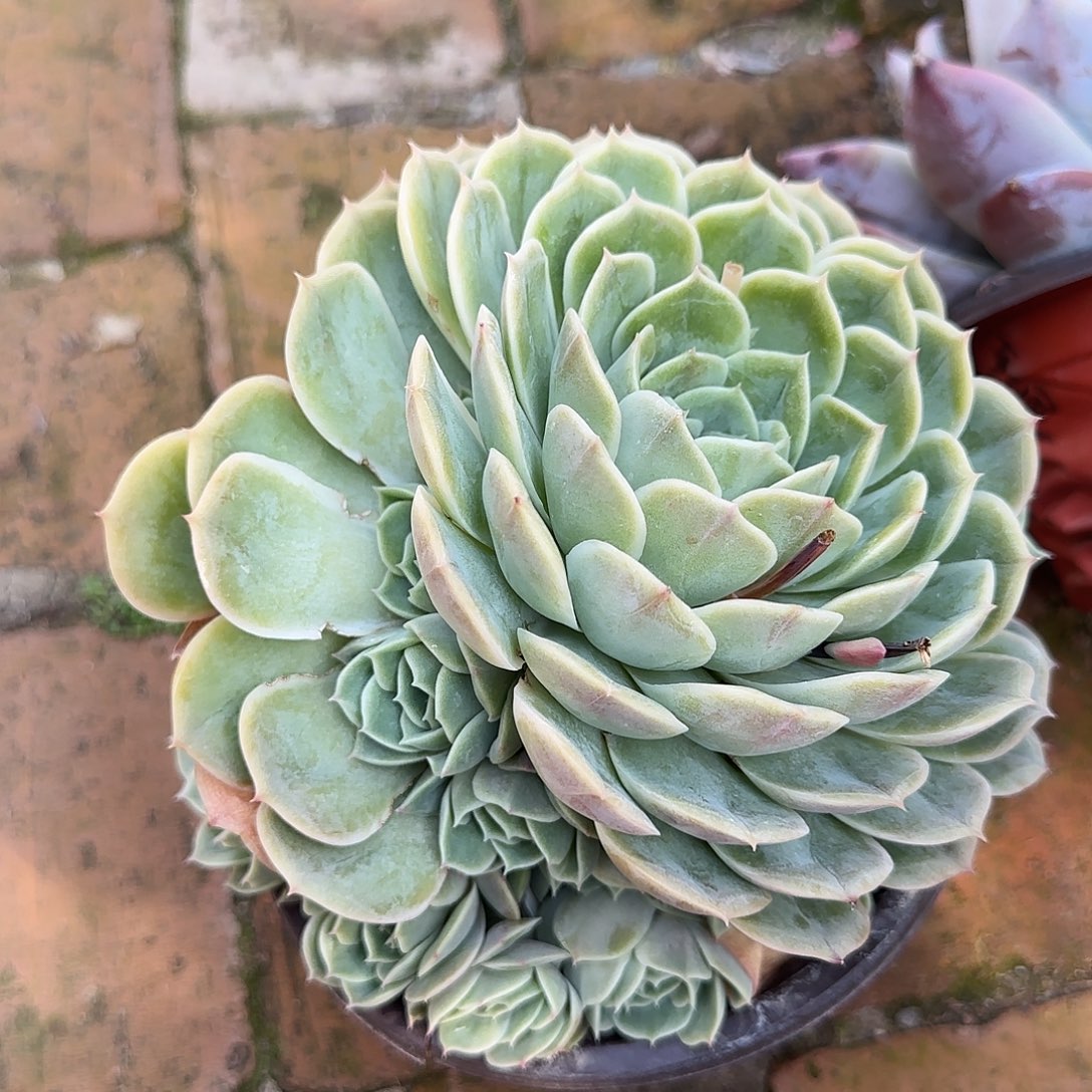 昂斯诺爆头满盆多肉