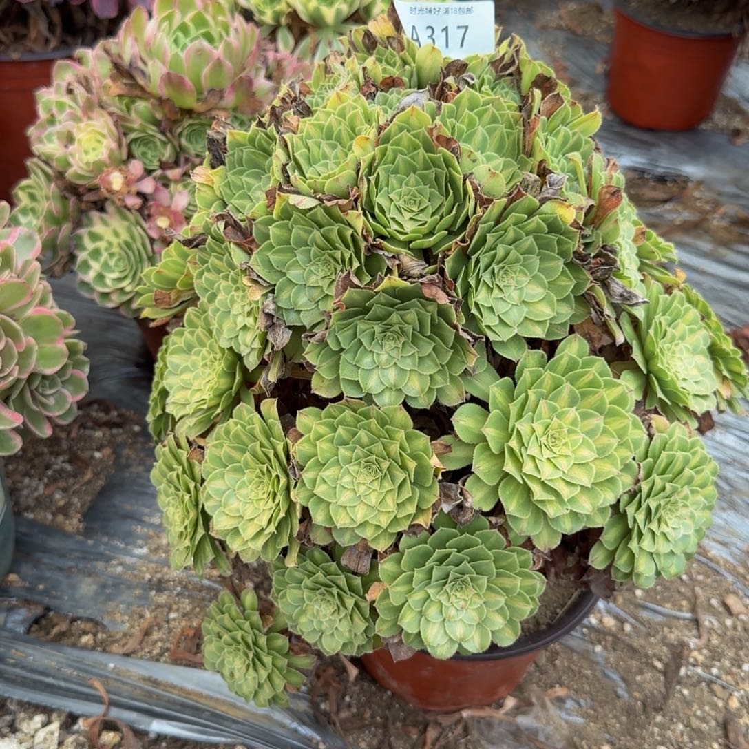 317知否 多肉植物