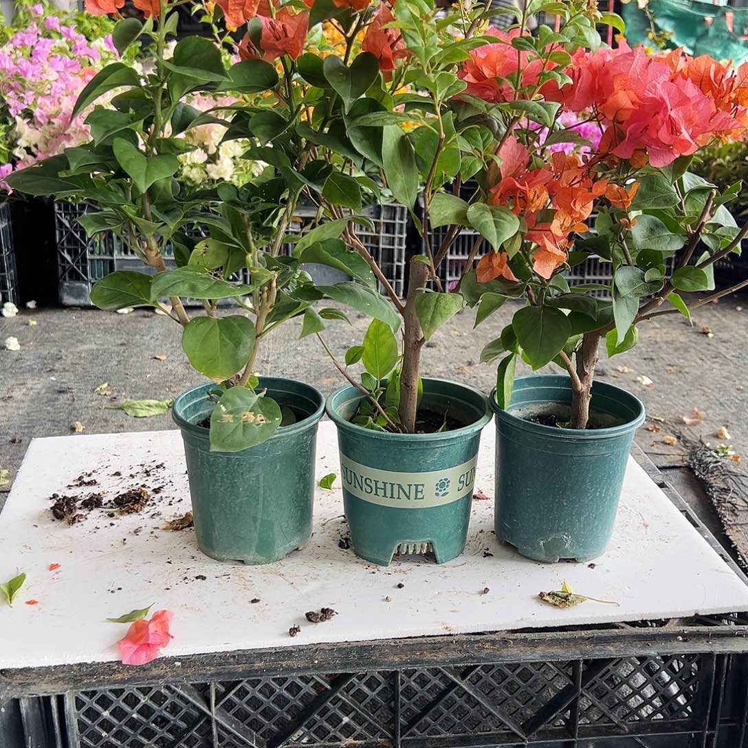 大部分花苞少量开放巧克力，金发女郎，波妹组合