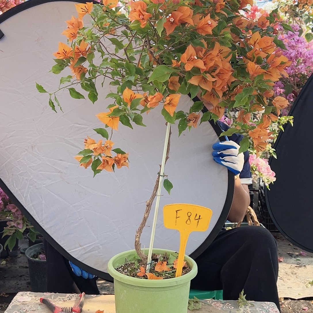 爱***孩大部分花苞少量开放F84橙桑巴