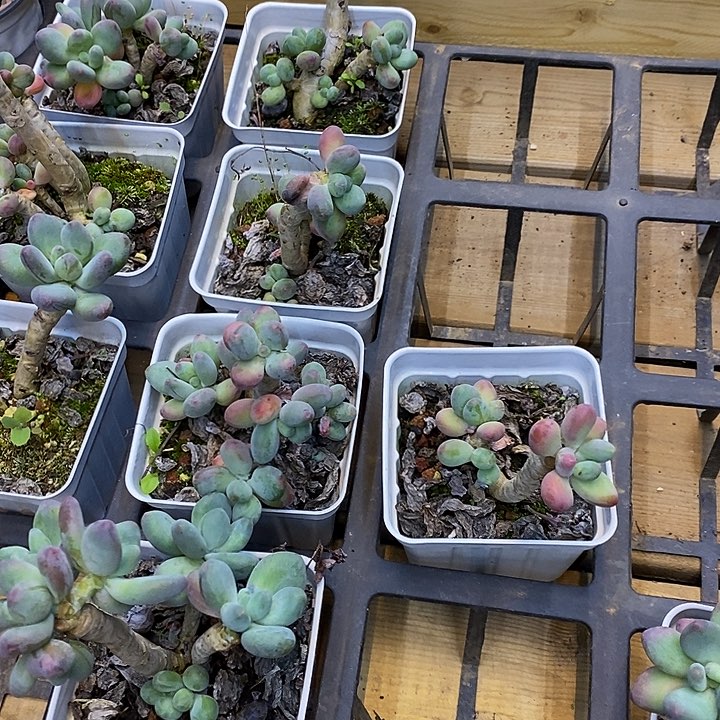 苹果奶，福利多多