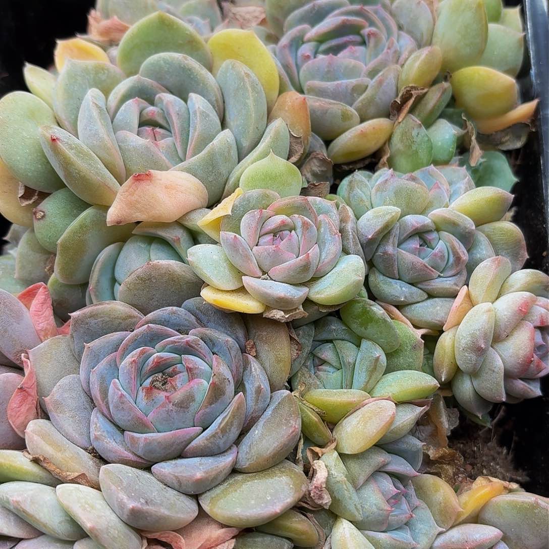 多肉植物多肉植物999