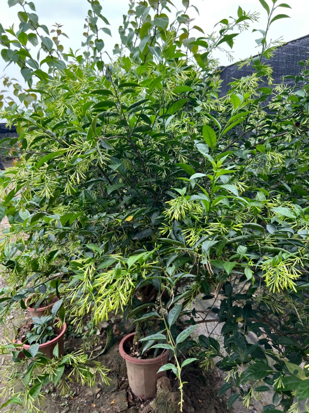 夜来香十年老桩带盆大型绿植广东发货夜晚散香露天种植所见所得