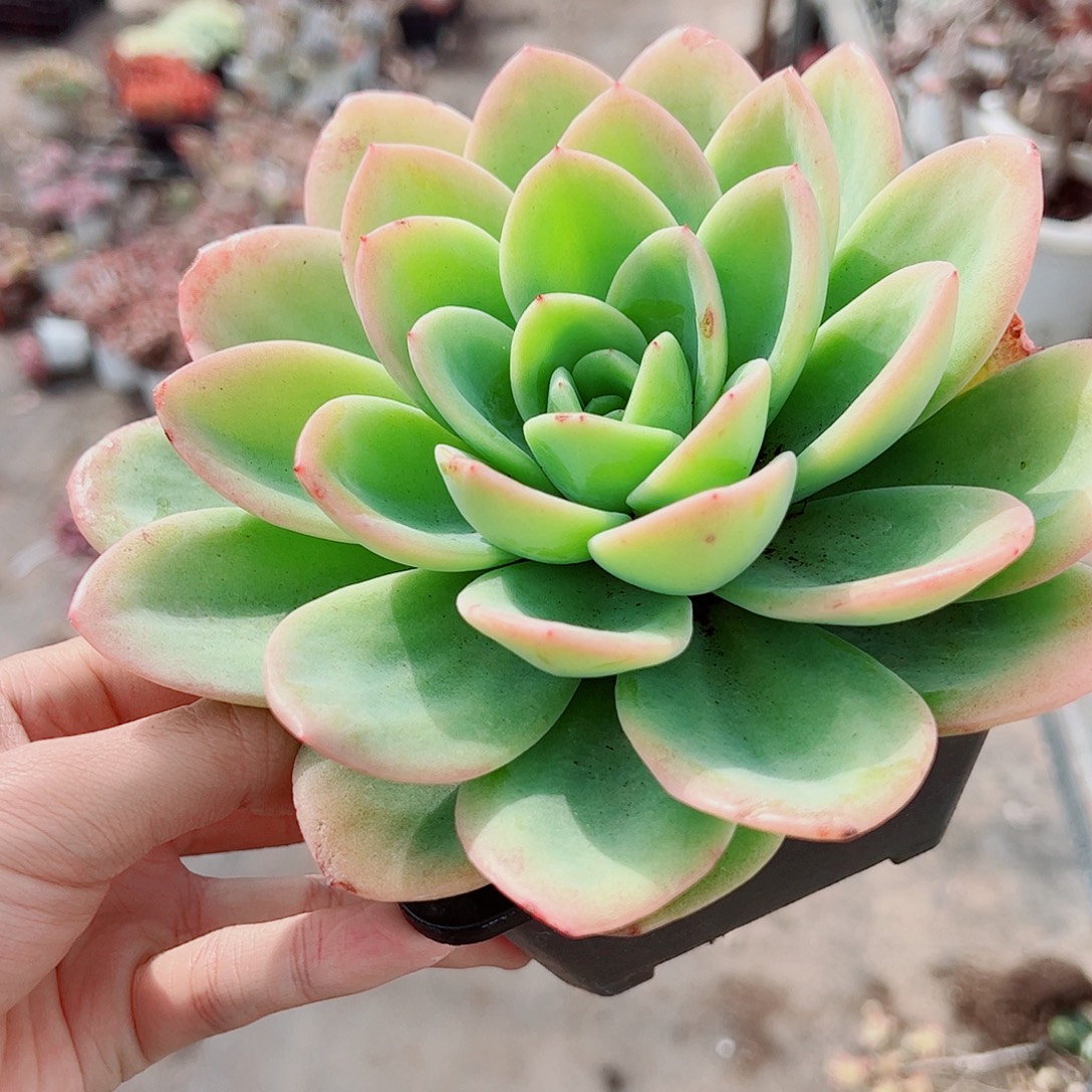 柠檬茶大单头精品特价