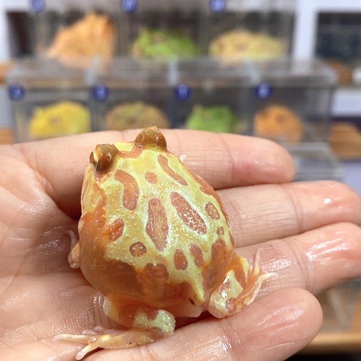 角蛙545号变异角蛙