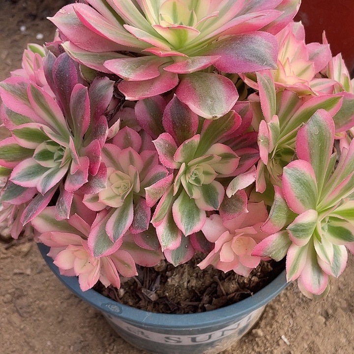 553粉女巫多肉植物