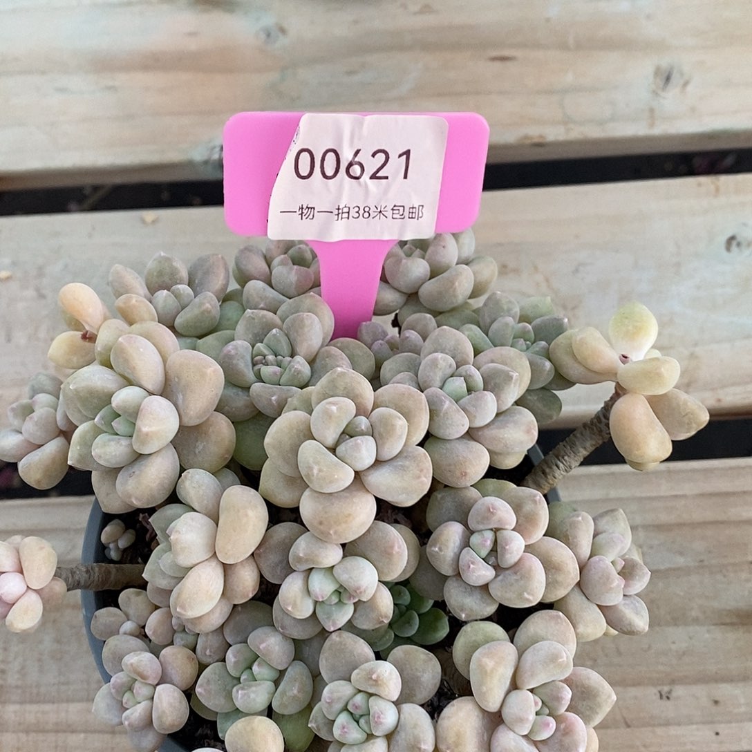 00621，咯吴忠我及咯哦哦哦