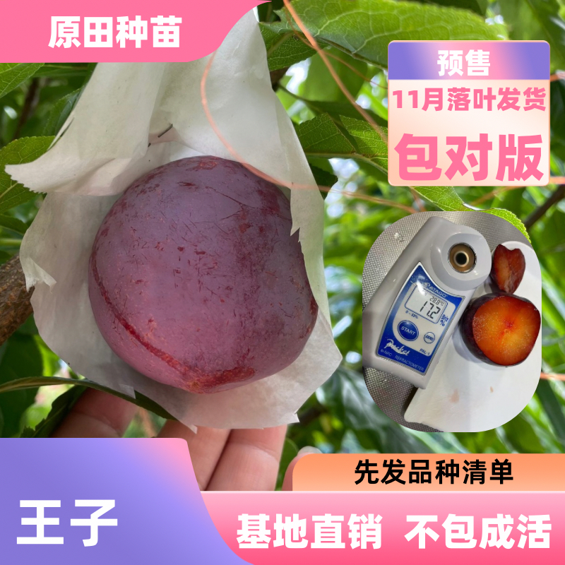 10棵 王子李裸根苗落叶发货（不包成活）