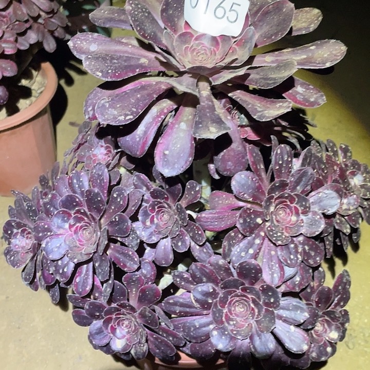 多肉植物法师165丽娜