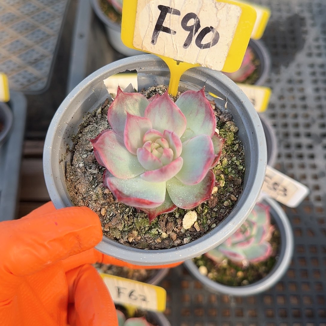 未***期F90惊鸿单头多肉