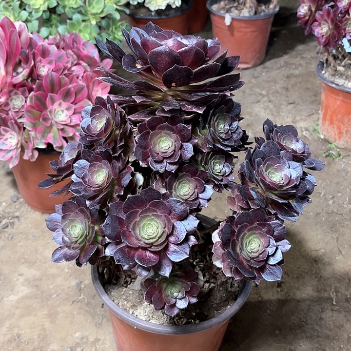 多肉植物赤焰莲57