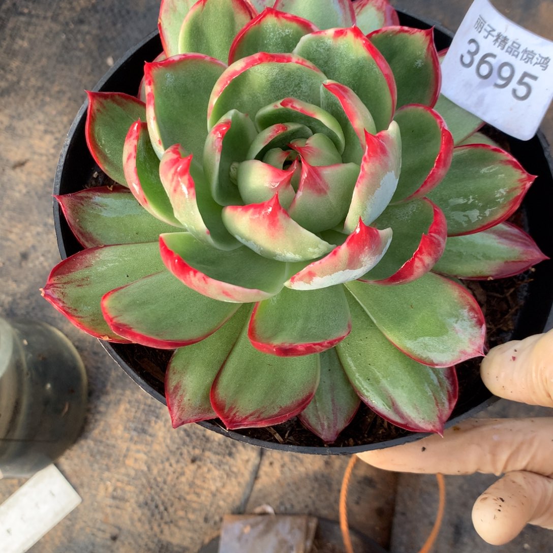 3695一物一拍14厘米