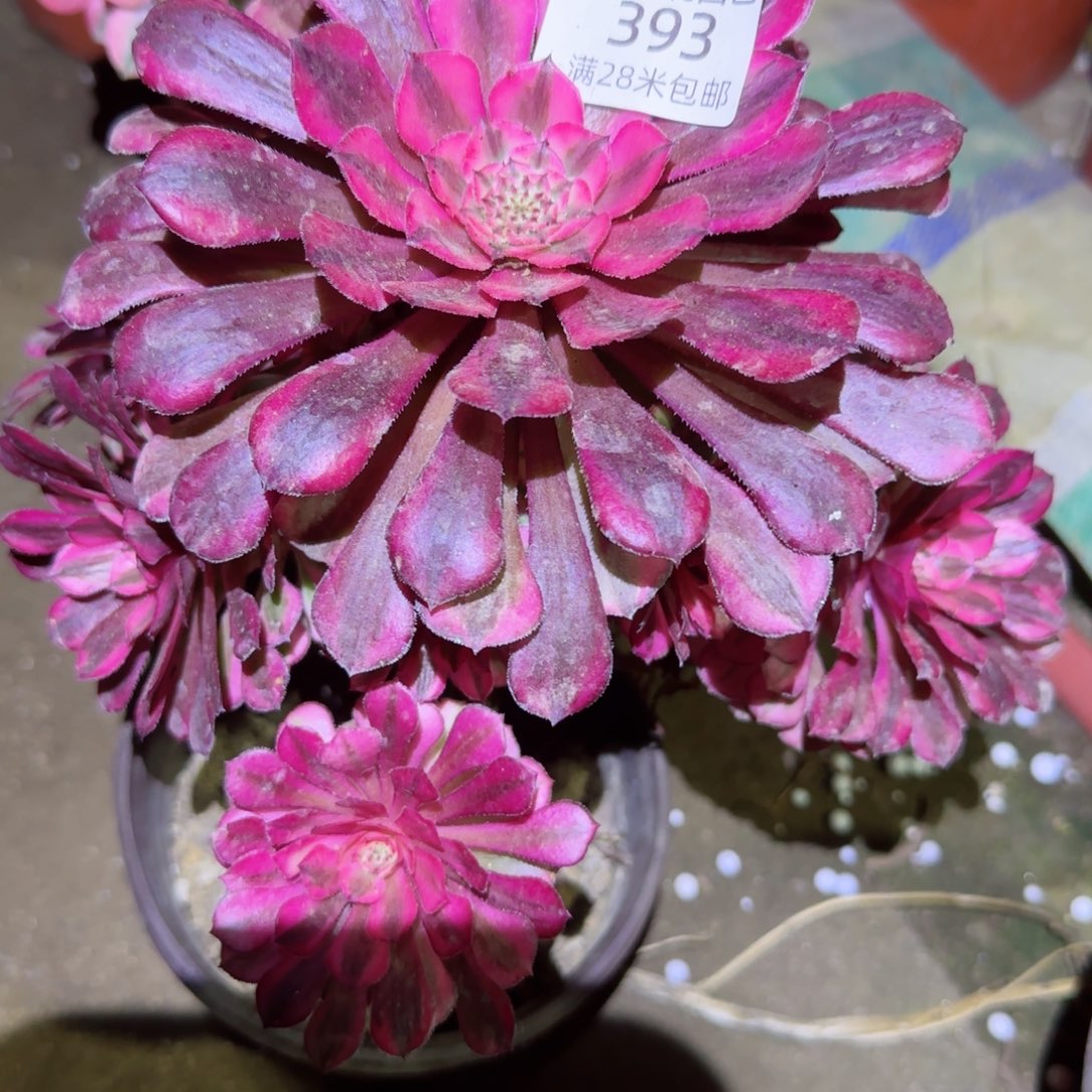 红瞳法师多肉393