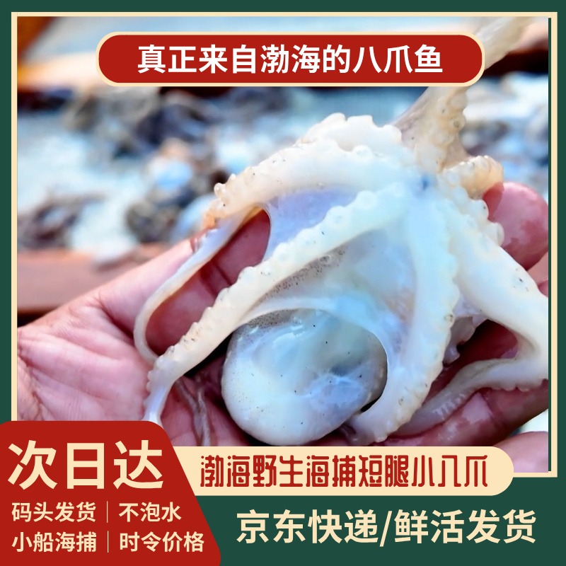 【野生海捕】短腿八爪鱼4斤│不是隔夜货│下船打包鲜活发货