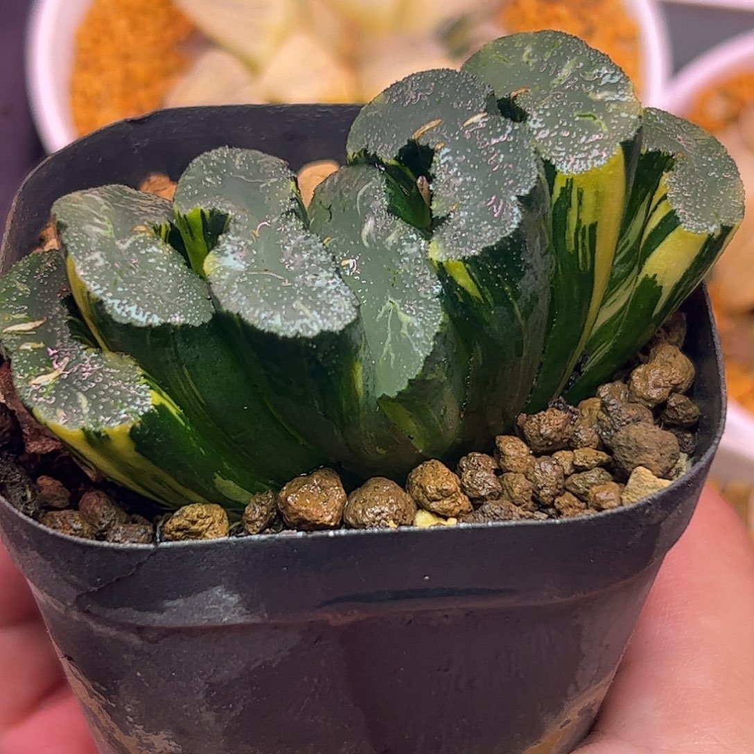 广重锦十二卷多肉