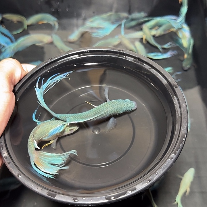 斗鱼直播间对图无纹蓝10