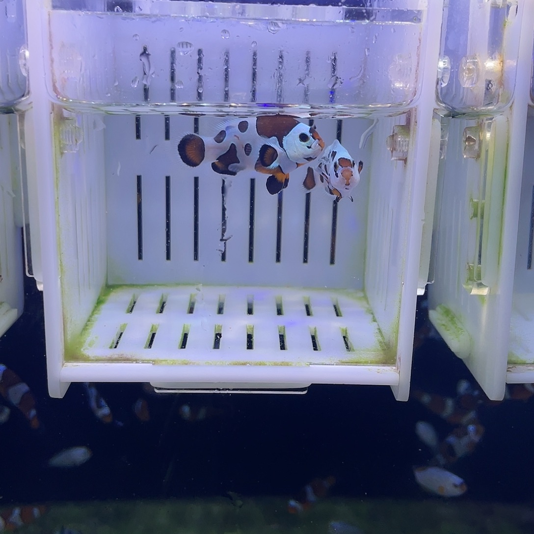 海水鱼精品熊猫3-4公分