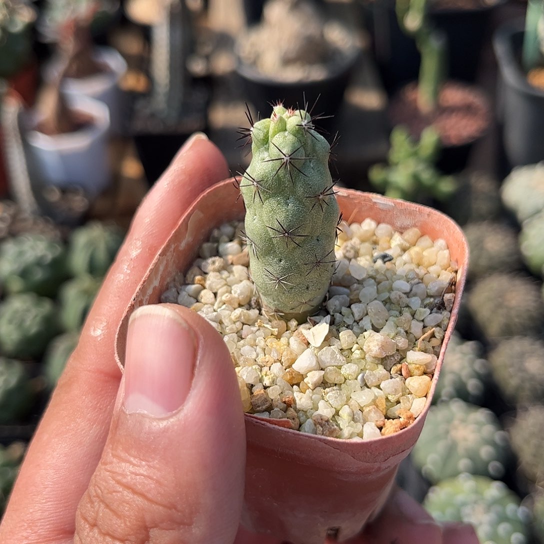 单头帝王丸单头发货单头