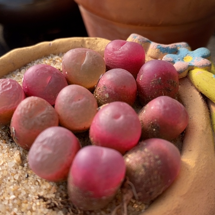 冰魄杂吕红一颗一颗