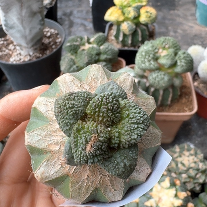 小*椒045哥斯拉牡丹仙人球