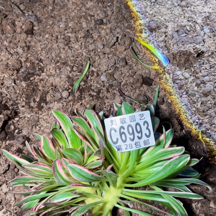 6993无根多肉植物法师