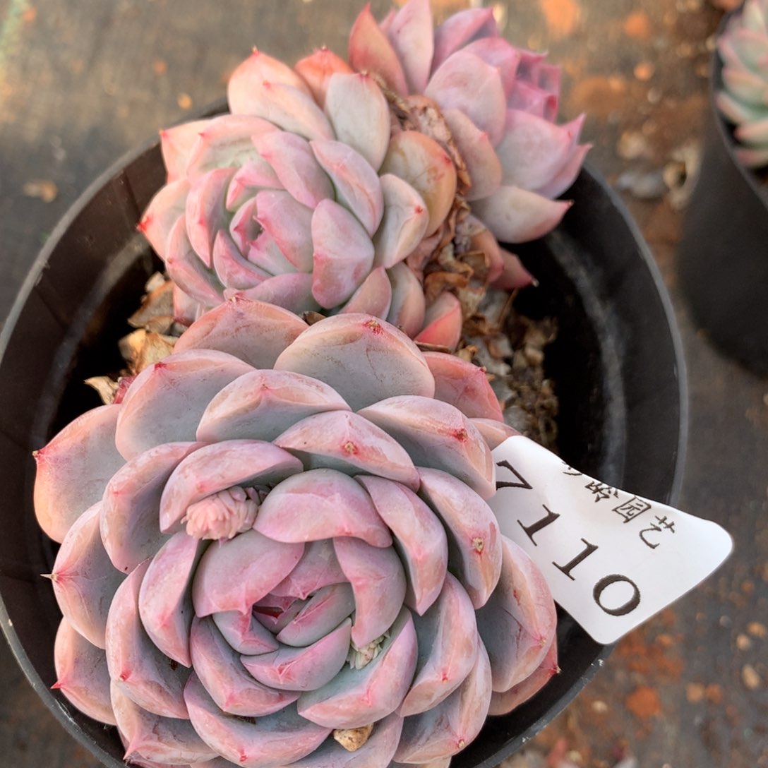 7110杂交多肉植物