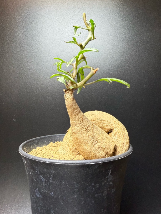 何鲁牵牛块根带盆发货