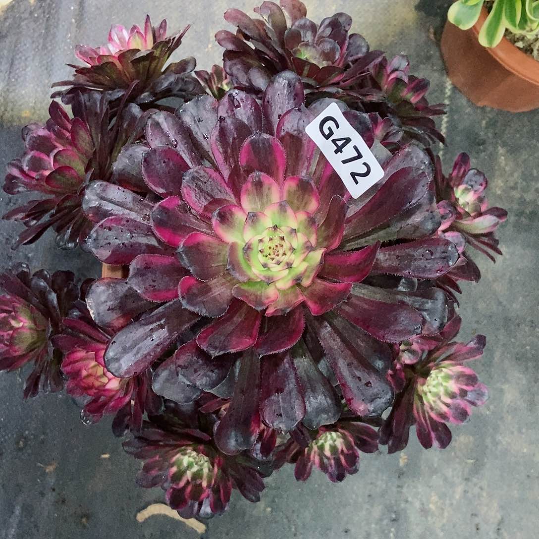 红陶472红金刚3多肉