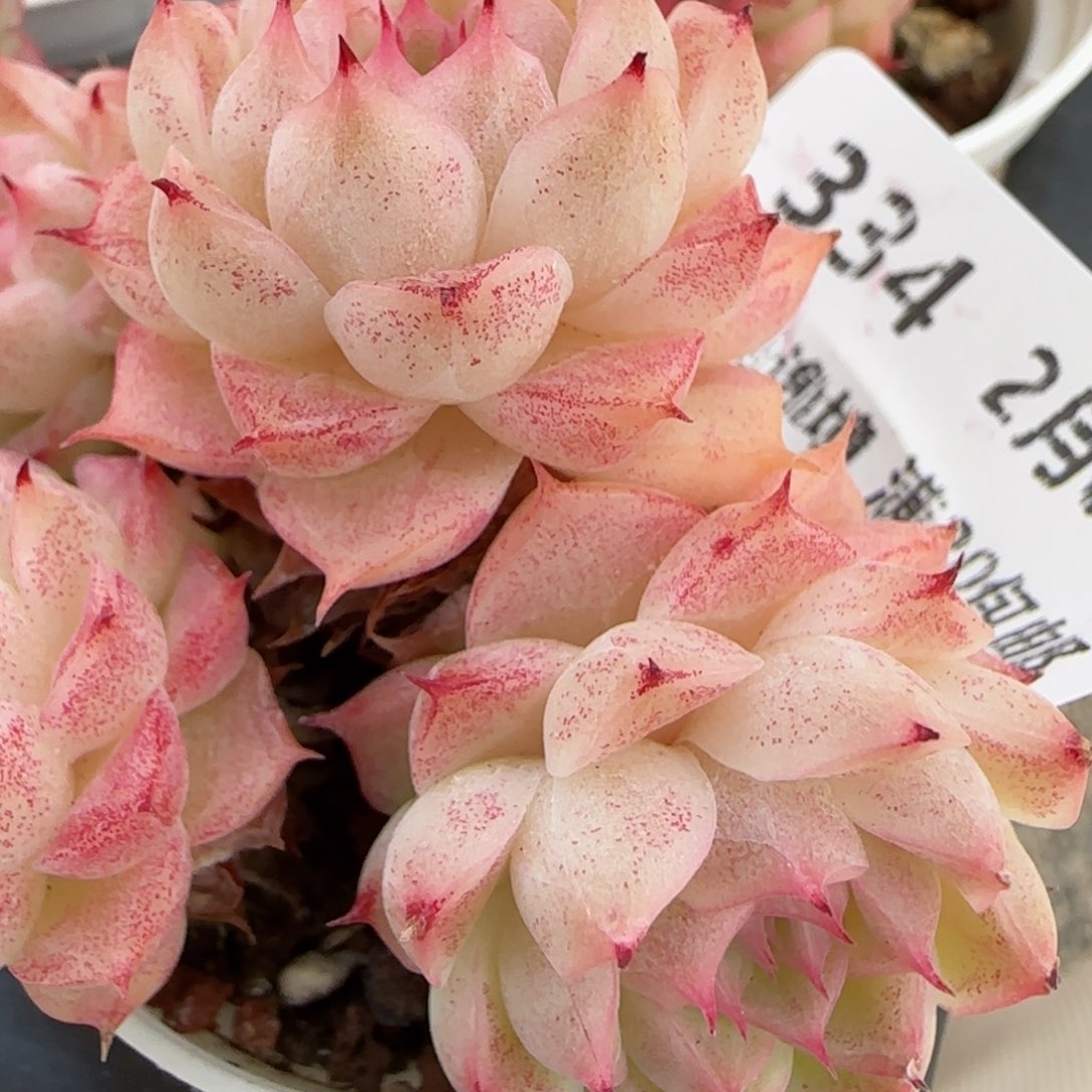 花语逸镜0205-334