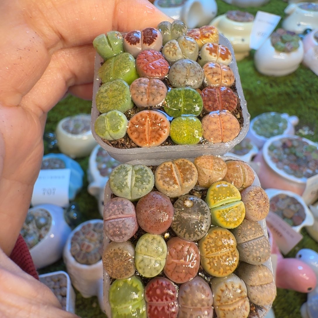 *****多肉植物福利冲736