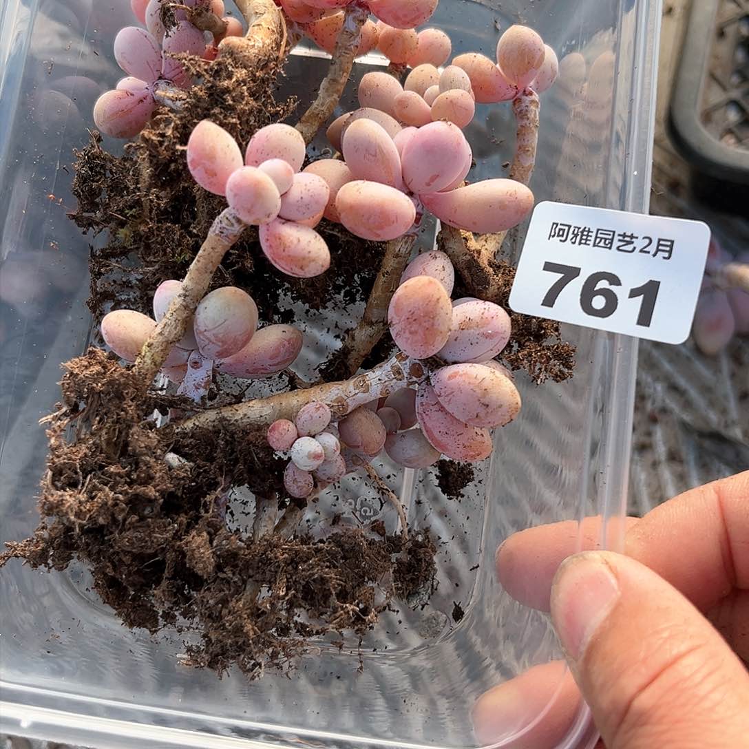 阿雅园艺。 不售后761