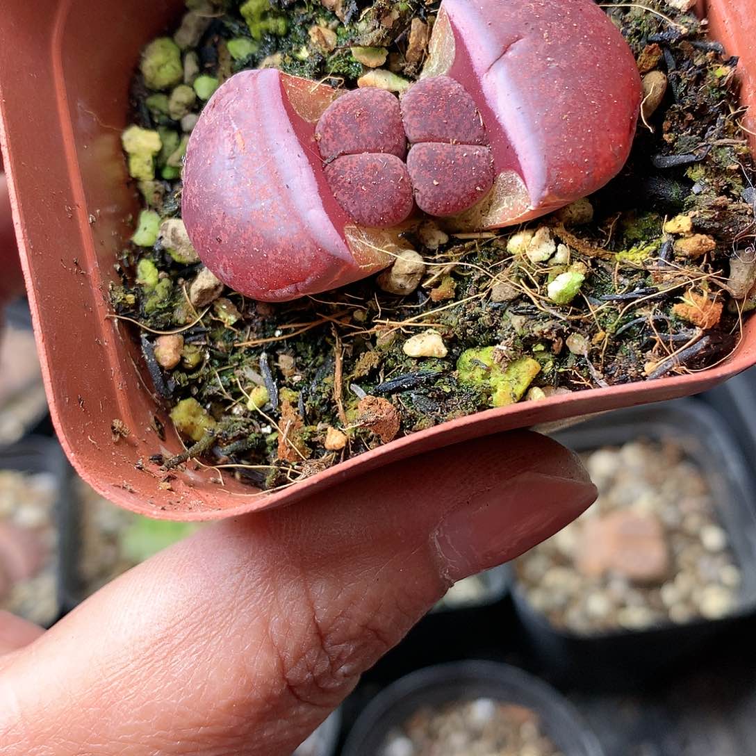 W979多肉植物保护研究所