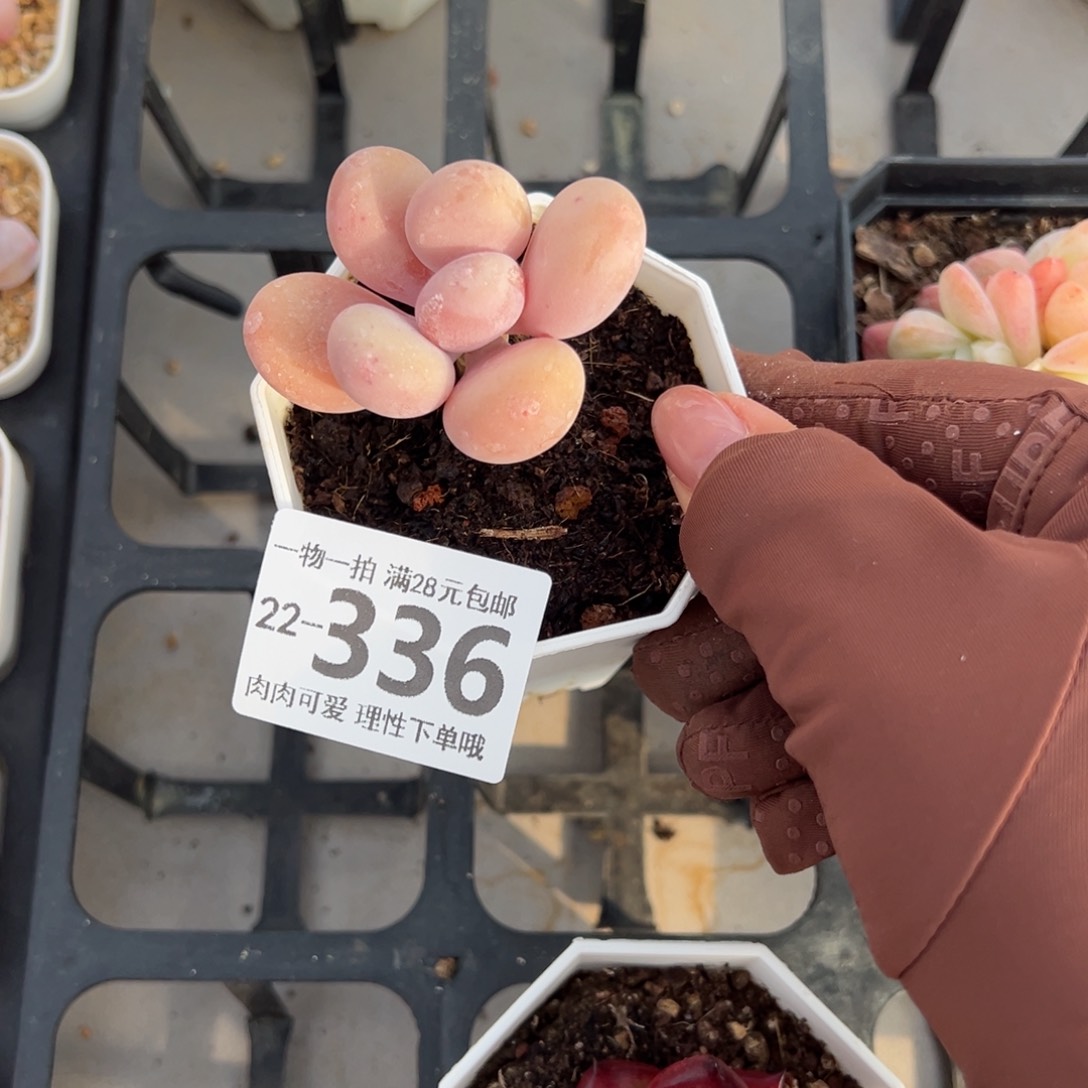 蛋黄奶多肉多肉多肉多肉多肉