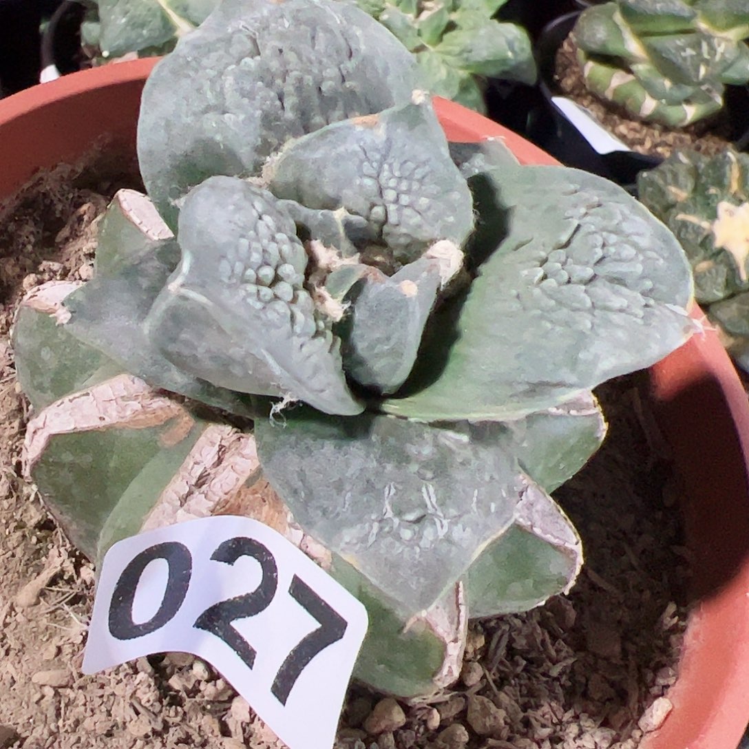 无花朵白肌牛舌牡丹027