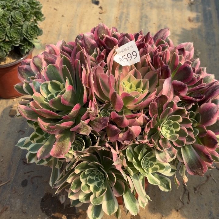 白凤多肉法师4599