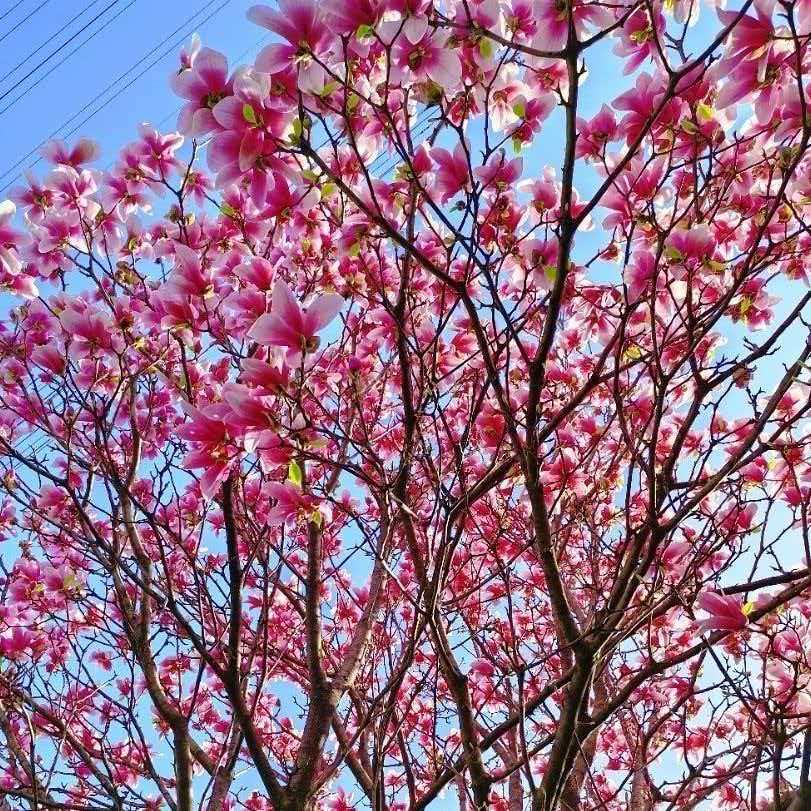 sss多季开花多色可选南北方都能种植