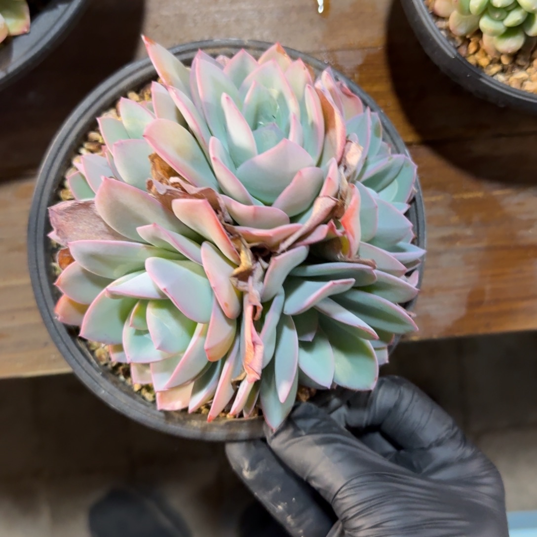 布鲁蓝1111111111111111111