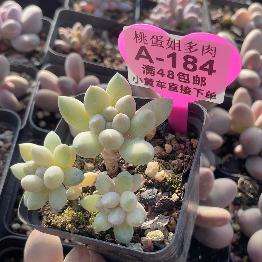 小叶奶糖 脱土发 7口盆