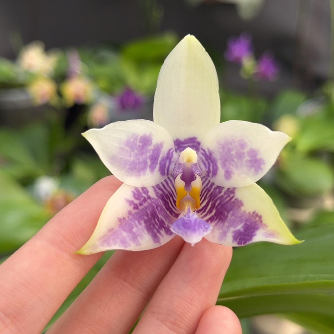 完全开放2.5寸3667开花株