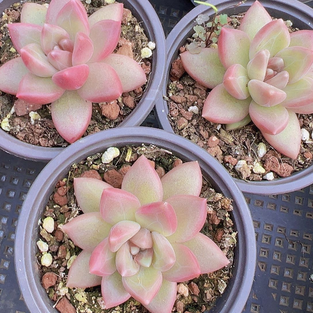 大单头迷雾泡泡19包邮