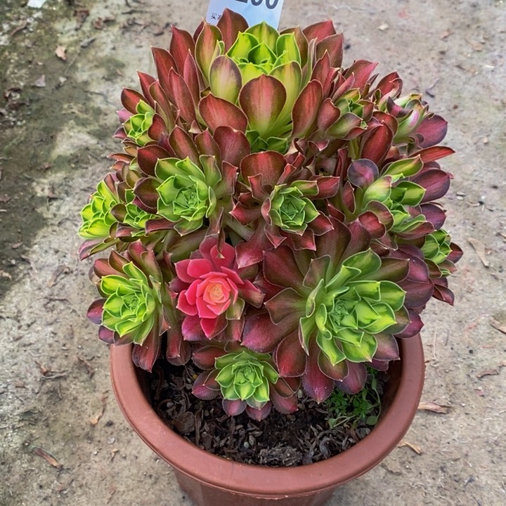 韶华多肉植物290