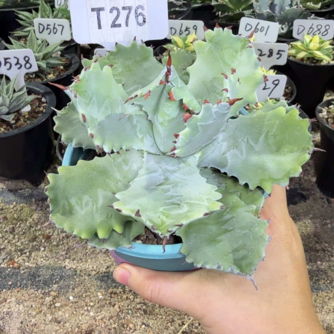 福利连刺甲蟹一颗脱土发