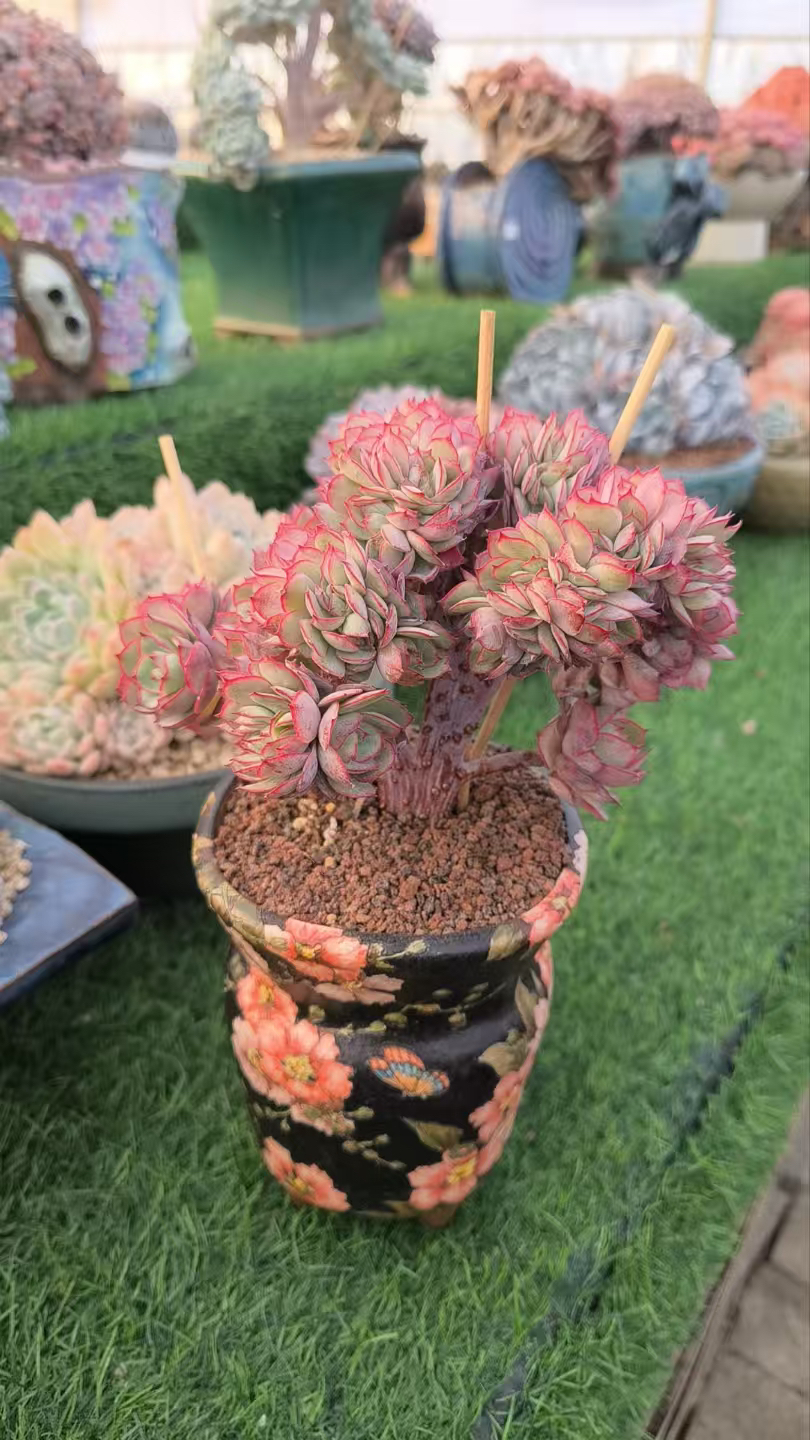 爱华姐姐牡丹亭多肉植物