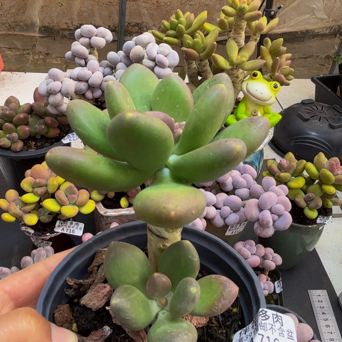 716/8cm芒果奶多肉植物