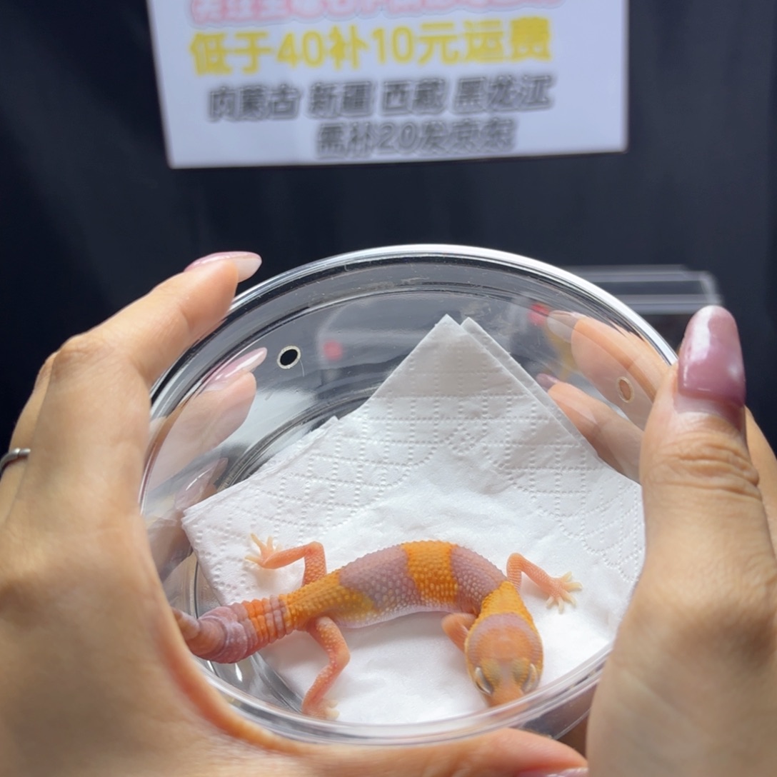 肥尾守宫橘白公温