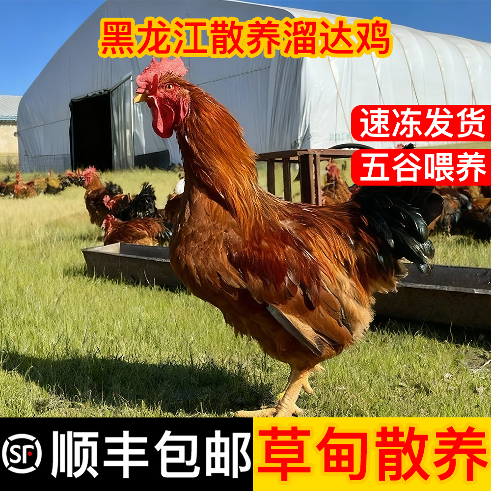 【剁成小块】东北散养溜达鸡大公鸡 1只（8-9个月）