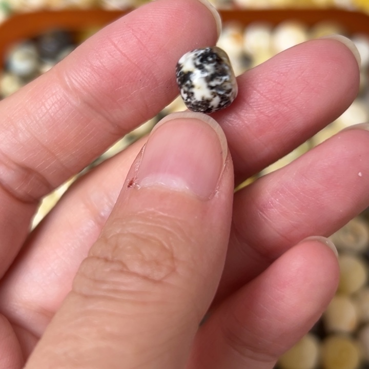 蜜蜡未镶嵌裸石9.9mm一个